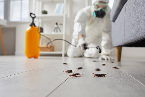 Commercial Kitchen Cockroach Control in Harmony